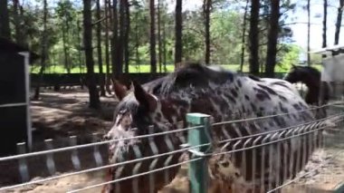 Çiftlikteki bir ahırda çitin arkasında duran bir at görülüyor. At sakince etrafını gözlüyor ve ara sıra kapalı alanda hareket ediyor..
