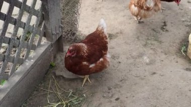 İki tavuk, çiftlik hayvanları, çitlerle çevrili bir alanda yan yana duruyorlar. Tavuklar sakin ve hareketsiz, çevrelerini gözlemliyorlar..