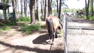 Bir at, hayvanat bahçesinin sınırları içinde rahatça ot yiyor. At, etrafını çevreleyen metal parmaklıklarla çevrili uzun çim yapraklarını çiğnerken mutlu..