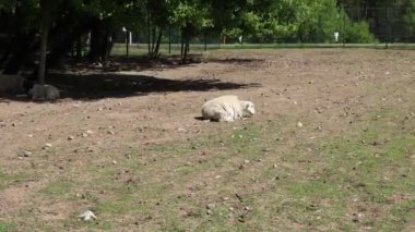 Çiftlikteki bir ağacın altında yerde yatan beyaz bir koyun görülüyor. Koyun rahatlamış ve çevresinden memnun görünüyor..