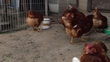 Bir grup tavuk, çiftlik hayvanları, bir kafeste duruyor. Tavuklar kapalı alanlarında doğal davranışlar sergileyerek gözlemlenirler..