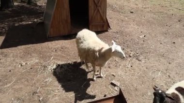 İki evcil koyun bir çiftlik kulübesinin önünde duruyor. Hayvanlar etraflarını sakince gözlemliyor ve çiftlik hayvanlarına özgü davranışlar sergiliyorlar..