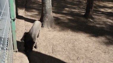 Hayvanat bahçesinin etrafını çevreleyen bir domuz taze yeşil çimenleri yerken görülüyor. Domuzların burnu kapalı ortamında yiyecek ararken ritmik bir şekilde hareket eder..
