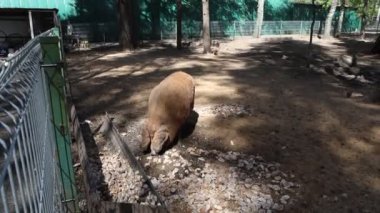 Bir domuz, diğer hayvanlarla çevrili bir hayvanat bahçesinde yemek yerken görülüyor. Ziyaretçiler güvenli bir mesafeden izlerken, domuz yemeğini yavaş yavaş yiyor..