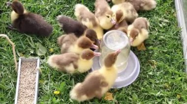 Bir grup ördek yavrusu çiftlikteki bir kaseden yemek yerken doğal beslenme davranışlarını sergiliyorlar. Ördek yavruları, tapılası ve enerjik kişiliklerini göstererek yiyecekleri gagalar ve kemirirler..