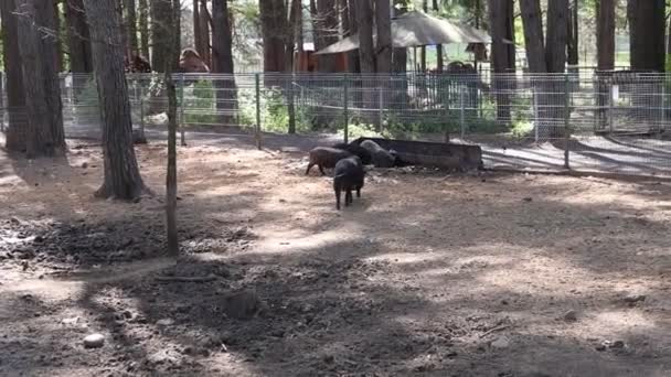 동물원 인클로저에 돼지의 그룹을 있습니다 돼지는 다양한 크기와 일부는 사람들이 — 비디오