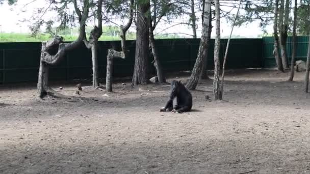 Bear Seen Sitting Zoo Enclosure Calmly Observing Its Surroundings Bear — Vídeo de stock