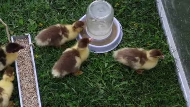 Group Ducklings Gathered Feeder Pecking Food Small Birds Eagerly Consume — Vídeos de Stock