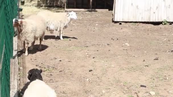 2匹の羊が 農場のフェンスの横に立っているのが見えます 羊は穏やかに典型的な農場の設定で周囲を観察しています — ストック動画