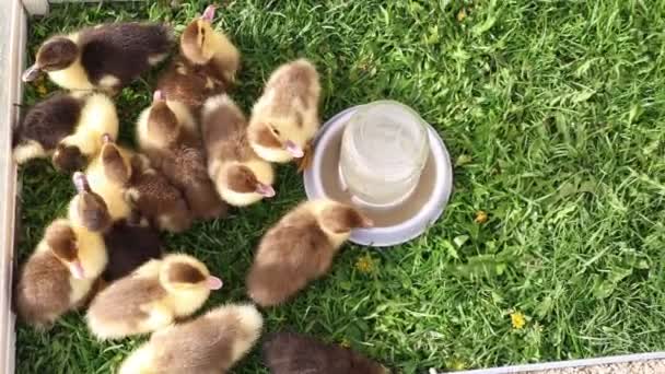 Group Ducklings Gathered Bowl Water Pecking Splashing Eat Fluffy Ducklings — Stock Video