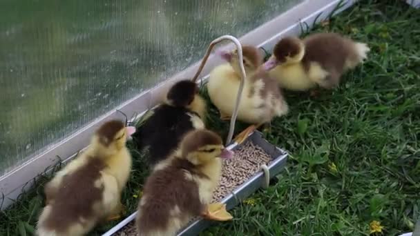 Bir Çiftlikteki Bir Grup Sevimli Yavru Ördek Çimenli Bir Alanda — Stok video
