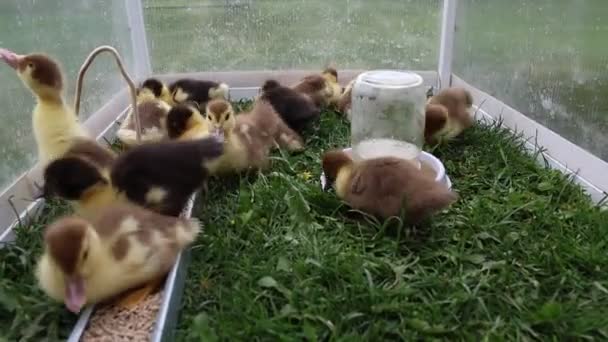 농장에서 그룹은 안에서 있습니다 푹신한 노란색 새끼들이 움직이고 상호작용하고 주변을 — 비디오