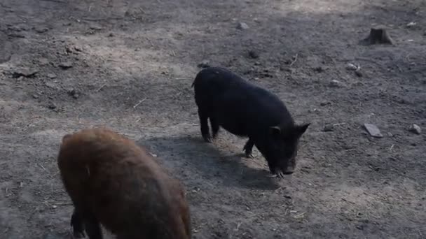 Deux Porcs Des Animaux Ferme Domestiqués Promènent Tranquillement Dans Saleté — Video