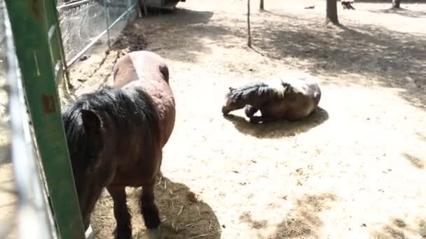 Doi Cai Animale Domestice Sunt Văzuți Așezându Într Zonă Îngrădită — Videoclip de stoc