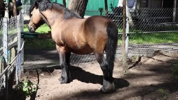 Brown Horse Seen Standing Fenced Area Farm Horse Calm Stationary — Stock Video