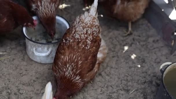 Group Chickens Farm Pets Can Seen Gathered Bucket Actively Drinking — Stock Video
