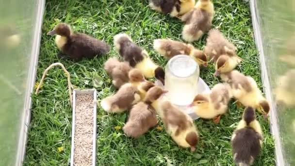 Groupe Bébés Canards Adorables Sont Vus Dans Une Cage Dans — Video