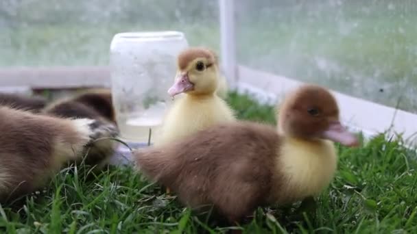 사랑스러운 더클링 그룹은 농장의 무성한 잔디에 자신의 주변을 탐험하면서 귀엽고 — 비디오