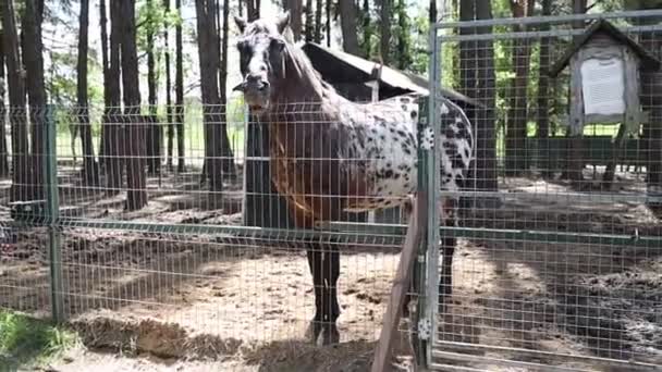 Seekor Kuda Terlihat Berdiri Dengan Tenang Samping Pagar Kayu Daerah — Stok Video