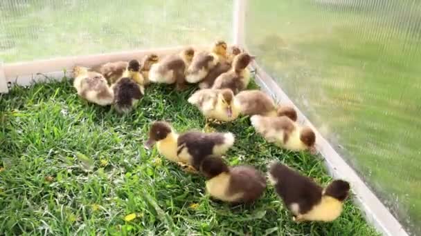 Group Adorable Baby Ducks Seen Exploring Greenhouse Farm Ducklings Waddle — Vídeo de Stock