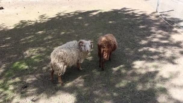 Две Овцы Стоят Вольере Зоопарка Ферме Спокойно Пасутся Озираются Овцы — стоковое видео