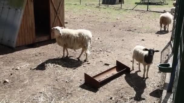 Group Domestic Sheep Seen Standing Fenced Area Farm Sheep Appear — Vídeo de stock