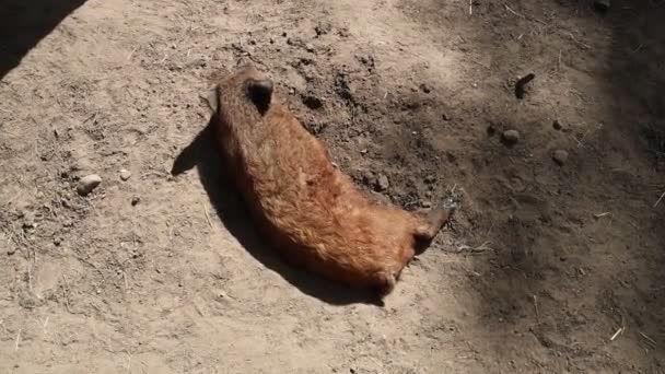 Ölü Bir Hayvanın Bir Çiftlik Ortamında Yerde Cansız Yattığı Görülüyor — Stok video