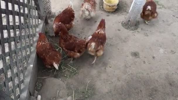 농장에서 새장에 보관된 그룹은 비디오에서 있습니다 그들은 먹이를 날개를 제한된 — 비디오