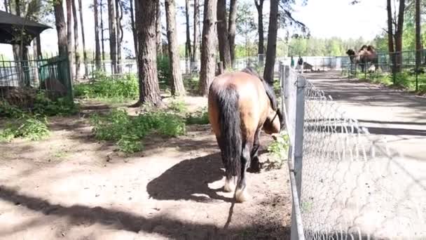 Een Paard Eet Rustig Gras Binnen Grenzen Van Een Dierentuin — Stockvideo
