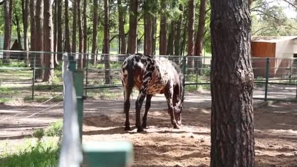Ein Pferd Weidet Ruhig Auf Gras Innerhalb Eines Eingezäunten Geländes — Stockvideo