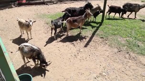 Group Goats Pets Farm Can Seen Grazing Leisurely Enclosure Munch — Video Stock