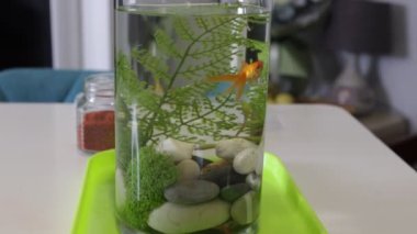 Açık tenli bir kadının renkli balıklarla dolu akvaryumuyla etkileşime girdiği görülüyor. O, canlı su ortamını gösterirken Japon balığını dikkatlice besler. Oturma odası çok sıcak.