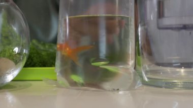 Beyaz bir kadın, oturma odasına akvaryum kurarken tropik balıklarıyla sevgiyle etkileşime geçiyor. Balıkların canlı renkleri uzayın sakin atmosferiyle çok güzel tezat oluşturuyor.