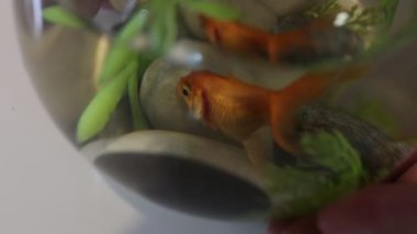 Kafkasyalı bir kadın canlı akvaryumuyla neşe içinde yüzerken Japon balığını izliyor. Balıkların ve yemyeşil bitkilerin parlak renkleri rahatlatıcı bir ortam yaratır.