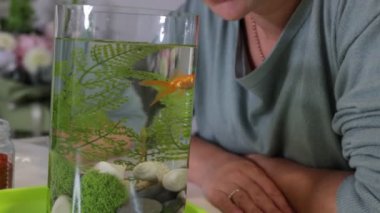 Bir kadın, bitkilerle ve dekoratif taşlarla dolu güzel düzenlenmiş bir akvaryumda yüzen canlı Japon balığını izlemekten zevk alır. Su yaşamının kıymetini bilmek için zaman harcıyor.
