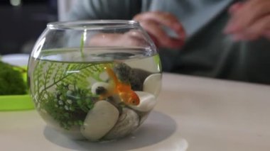 Bir kadın dekoratif kayalar ve su bitkileri arasında Japon balığı bulunan küçük bir akvaryumla etkileşime girer. Bir masada oturmuş, canlıları gözlemlerken balıkları beslemekle meşgul gibi görünüyor.