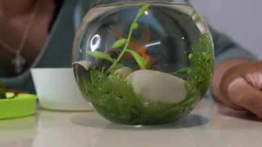 Beyaz bir kadın akvaryumuna eğilimli, kayalar ve su bitkileri arasında zarifçe yüzen canlı balıklar sergiliyor. Kurulum, onun su yaşamına olan tutkusunu vurguluyor.