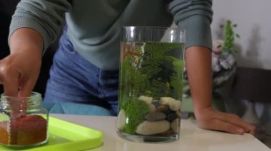 Bir kadın, yemyeşil bitkiler ve canlı balıklarla dolu bir akvaryumu dikkatlice düzenliyor. O, dikkatle taşları yerleştiriyor ve dekorasyonları davetkar bir su ortamı yaratmak için ayarlıyor. Şey...