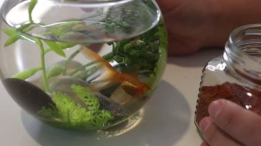 Kafkasyalı bir kadın canlı akvaryumu japon balığı, dekoratif taşlar ve canlı bitkilerle dolu. Suya besin eklerken balıklarla dikkatlice etkileşime giriyor.