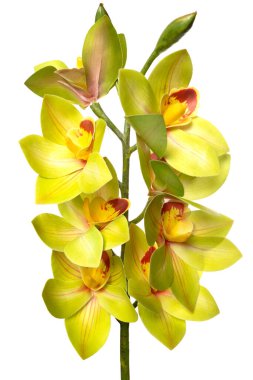 Silikon ve lateksten yapılmış parlak sarı orkideler gerçekçi görünümlerini sergilerler. Bakım gerektirmeden ev dekorunu canlı renklerle güçlendirirler..