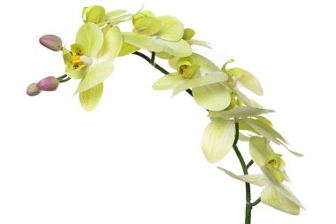 Silikon ve lateksten yapılan güzel bir yapay orkide dizilimi zarif bir şekilde sergileniyor, dingin bir ortamda canlı yeşil ve beyaz yapraklar ve narin tomurcuklar sergileniyor..