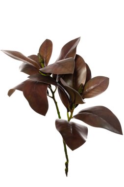 Bu düzenleme silikon ve lateksten yapılmış gerçekçi yapay bitkilerin bir koleksiyonunu içermekte olup, ev içini geliştirmek için stil ve düşük bakım seçenekleri sunmaktadır..