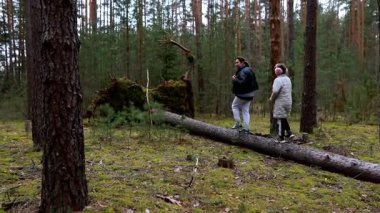 İki birey, sakin bir sonbahar gününde yeşil yosun ve uzun ağaçlarla çevrili düşmüş bir kütükte huzurlu bir şekilde yürümekten zevk alır..
