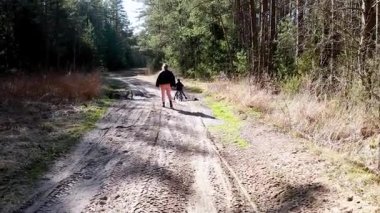 Güneşli bir öğleden sonra, uzun ağaçlarla çevrili kumlu bir orman yolunda gezinen bir insan. Doğa güzelliği, barışçıl atmosfer ve canlı yapraklarla vurgulanır..