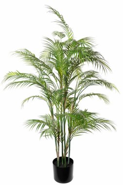 Canlı bir tropikal bitki parlak siyah bir tencerede duruyor ve doğal ışıkla dolu modern bir oturma odasının sıcaklığını arttırıyor. Yeşillik iç kısımlara hayat katıyor..