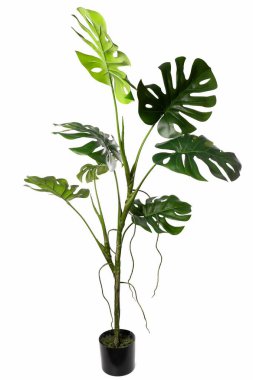 Canlı gibi görünen bir canavar bitkisi siyah bir tencerede duruyor, büyük, bölünmüş yapraklar herhangi bir iç mekâna biraz yeşillik katıyor. Ev dekorasyonu veya ofis ayarları için ideal.