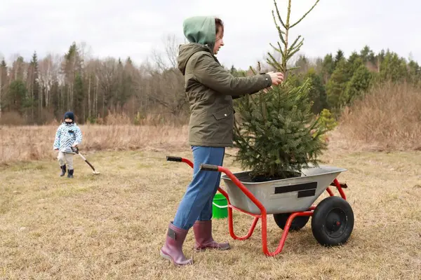 Bir kadın bir Noel ağacını el arabasıyla dikkatlice düzeltirken bir çocuk da yakınlardaki çimleri kazıyor. Sahne, aile geleneklerinin özünü yansıtıyor..