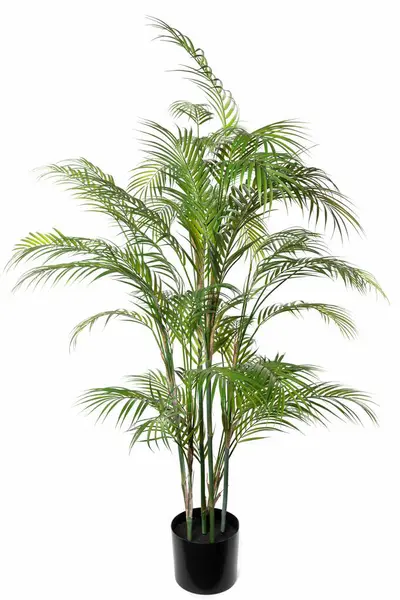 Canlı bir tropikal bitki parlak siyah bir tencerede duruyor ve doğal ışıkla dolu modern bir oturma odasının sıcaklığını arttırıyor. Yeşillik iç kısımlara hayat katıyor..