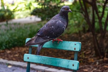 Bir park bankına tünemiş bir kaya güvercini (Columba livya). Vahşi güvercinler renk ve desenlerinde büyük farklılıklar gösterir..