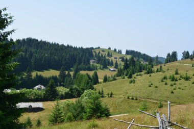 Romanya tepelerindeki ağaçların yaprakları kalın